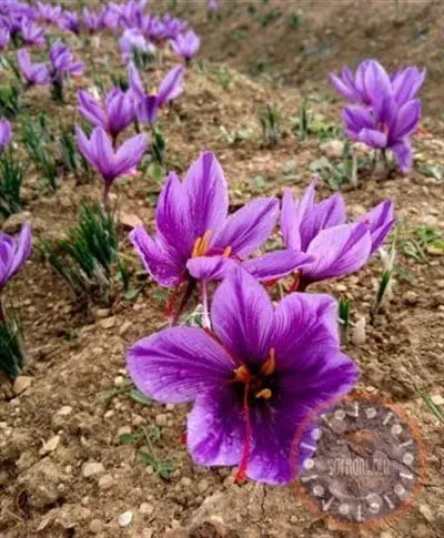 Safranbolu Safranı: PTT Yeni Anma Pulunu Tanıttı