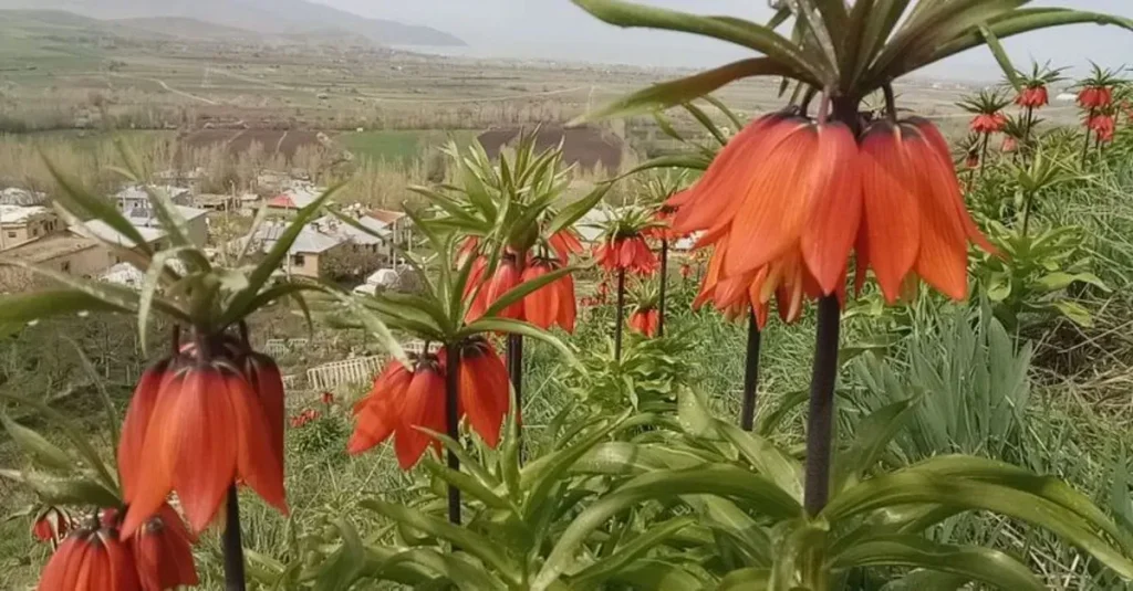 Ters Laleler: Hakkari’nin Şivişk Vadisi’nde Keşfedin