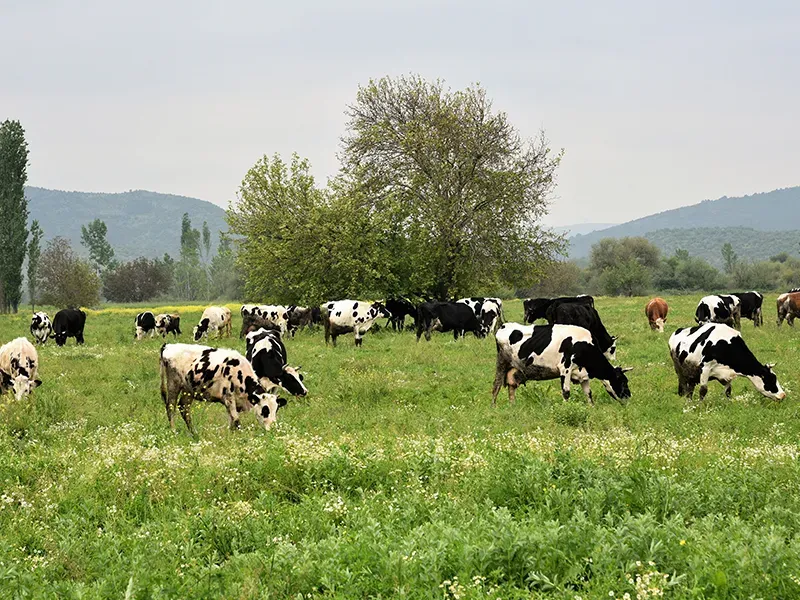 Hayvancılık Sorunları: Çiftçilerin Yaşadığı Zorluklar